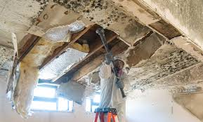 Why You Should Choose Our Mold Remediation Services in Tilton, IL